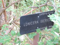 Lonicera iberica