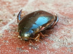 Megadytes glaucus