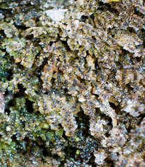 Scapania undulata