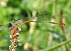 Ceriagrion cerinorubellum