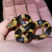 Northern Cat-eyed Snake - Photo (c) Isaac Lord, some rights reserved (CC BY-NC), uploaded by Isaac Lord