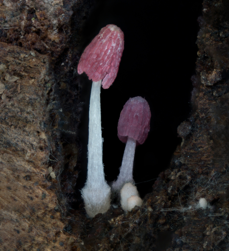 Coprinopsis lilacina · April 2026 · photo: © alan_rockefeller (iNaturalist, cc-by-sa)