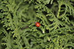 Harmonia axyridis