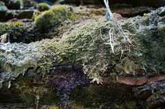 Scapania undulata