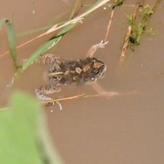 Physalaemus biligonigerus