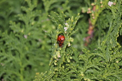 Harmonia axyridis