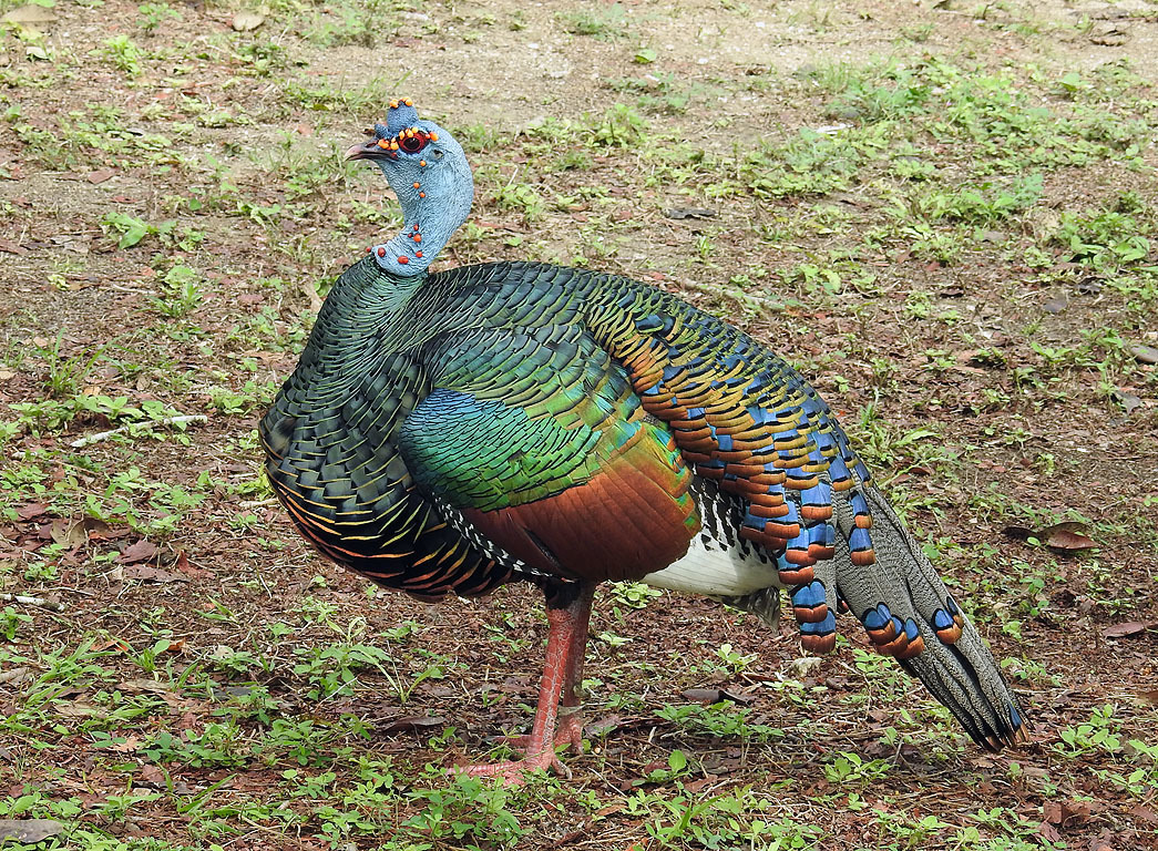 Ocellated Turkey (Meleagris ocellata) · iNaturalist