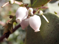 Arctostaphylos mewukka
