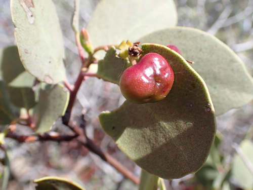Arctostaphylos mewukka, photograph 1