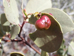 Arctostaphylos mewukka, photograph (c) Ryan Donnelly, some rights reserved (CC BY)