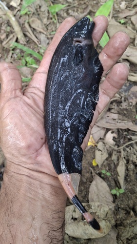 Apteronotid eel (Apteronotus albifrons) — Apteronotidae