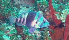 Hypoplectrus indigo
