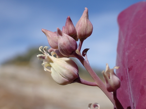 Streptanthus farnsworthianus, photograph 1