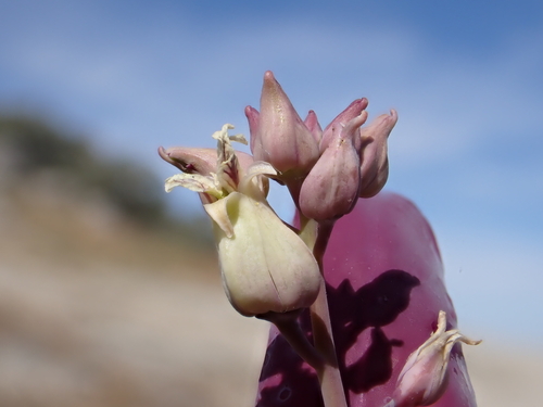 Streptanthus farnsworthianus, photograph 2