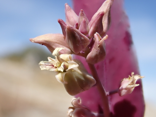 Streptanthus farnsworthianus, photograph 3