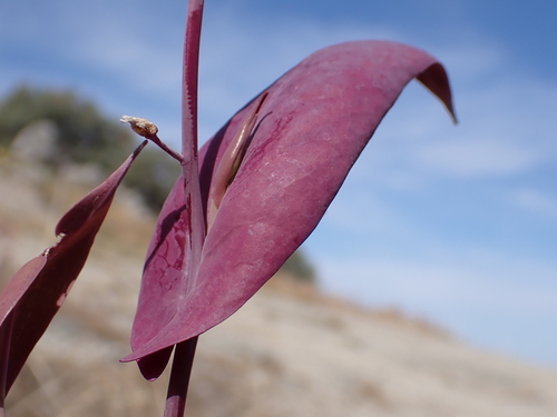 Streptanthus farnsworthianus, photograph 4