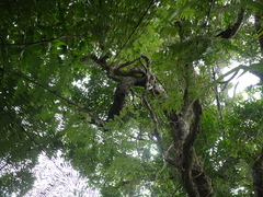 Nestegis cunninghamii