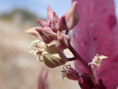 Streptanthus farnsworthianus