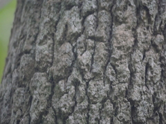 Nestegis cunninghamii