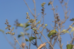 Ligustrum robustum perrottetii