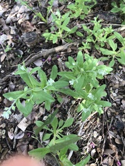 Myosotis macrosperma