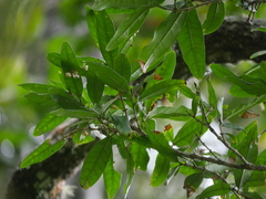 Nestegis cunninghamii