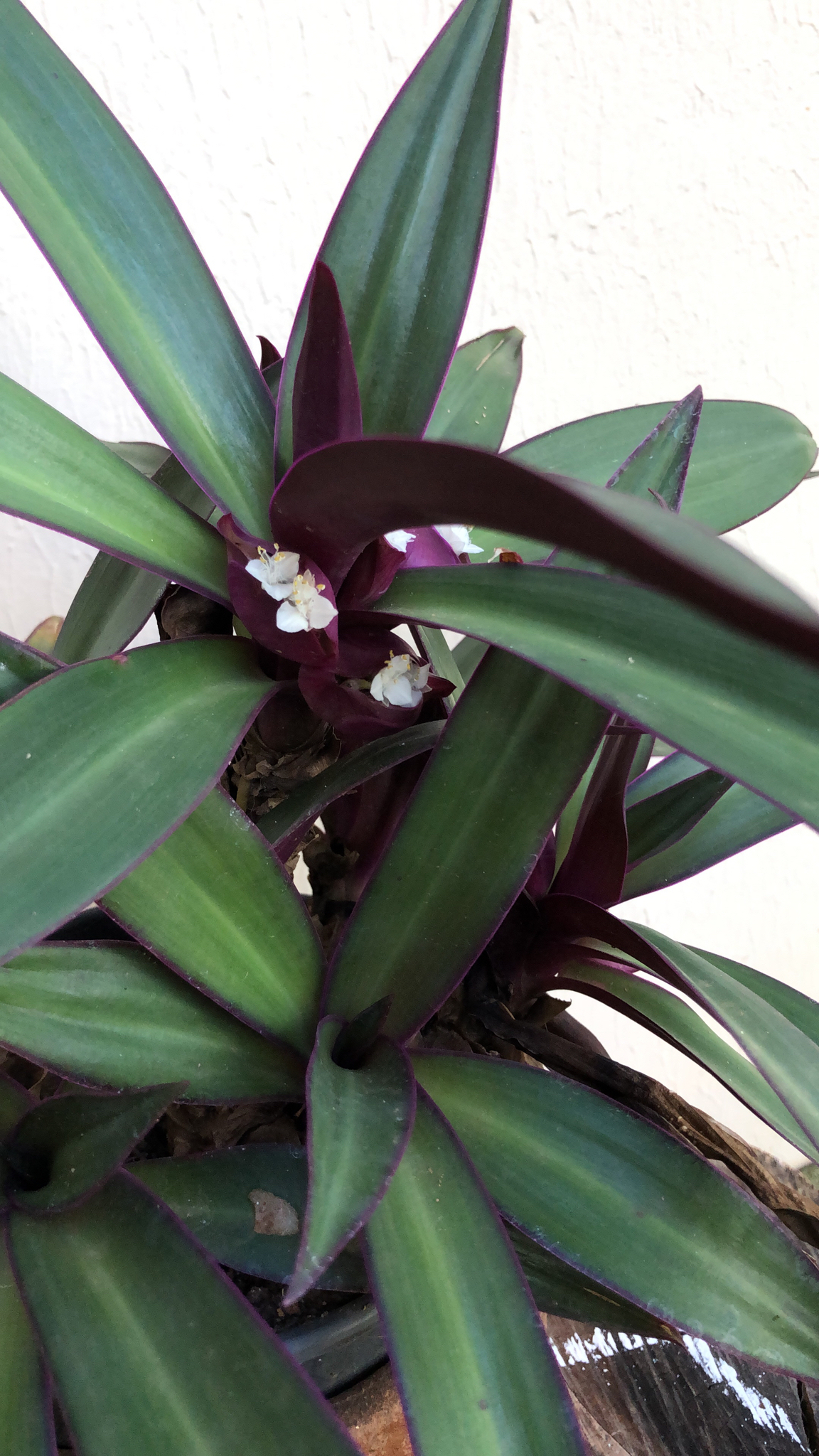 Tradescantia spathacea