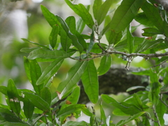 Nestegis cunninghamii