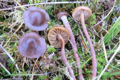 Phaeonematoloma myosotis