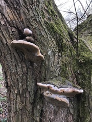 Phellinus igniarius