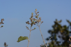 Ligustrum robustum perrottetii