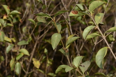 Ligustrum robustum perrottetii