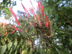 Justicia brasiliana