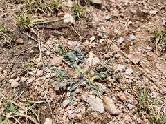 Astragalus peruvianus