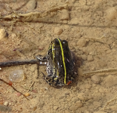 Pyxicephalus adspersus