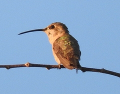 Calothorax