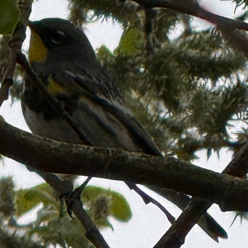 Yellow-rumped Warbler photographed in Washington