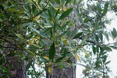 Cartrema americana