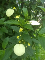 Pseudomussaenda flava