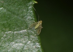 Chironomidae