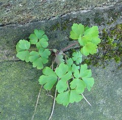 Aquilegia vulgaris