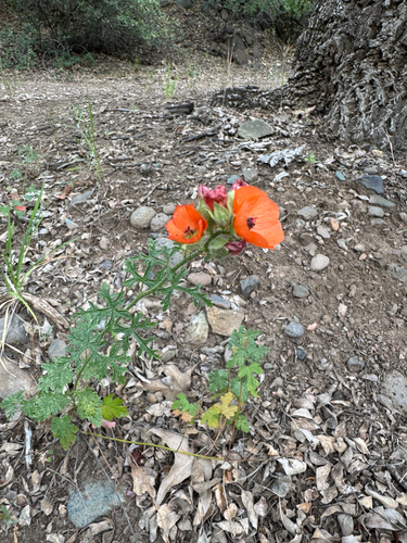 Sphaeralcea rusbyi, 2026-04-19