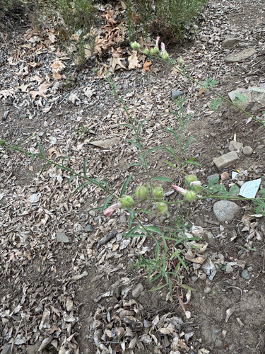 Sphaeralcea rusbyi, 2026-04-19