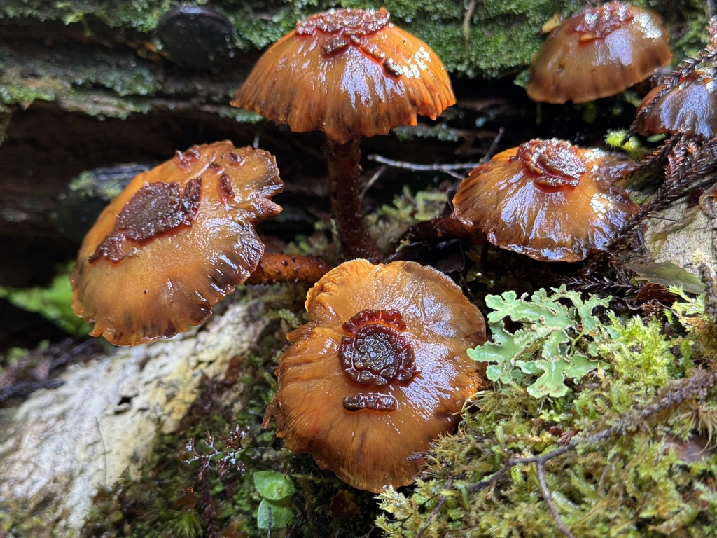 Pholiota glutinosa · April 2026 · photo: © iandickie (iNaturalist, cc-by)
