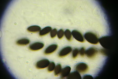 Hypocopra brefeldii