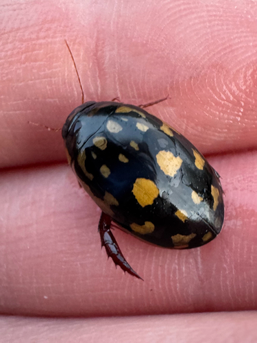 Sunburst Diving Beetle photo 5