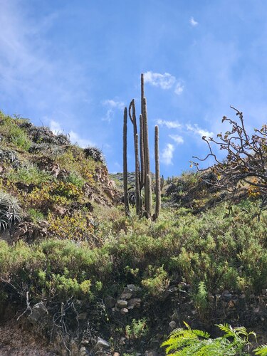 Weberbauerocereus rauhii, photograph 5