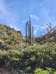 (c) GREGORY ANTHONY PAUCA TANCO, some rights reserved (CC BY) Weberbauerocereus rauhii, photograph (c) GREGORY ANTHONY PAUCA TANCO, some rights reserved (CC BY)