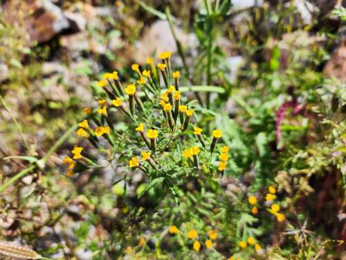 Tagetes multiflora, photograph 3