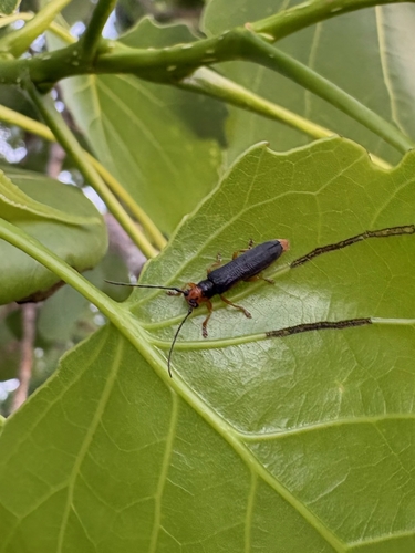 poplar twig borer